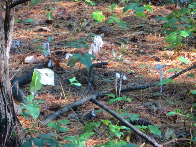 Indian Pipe Mushrooms. 